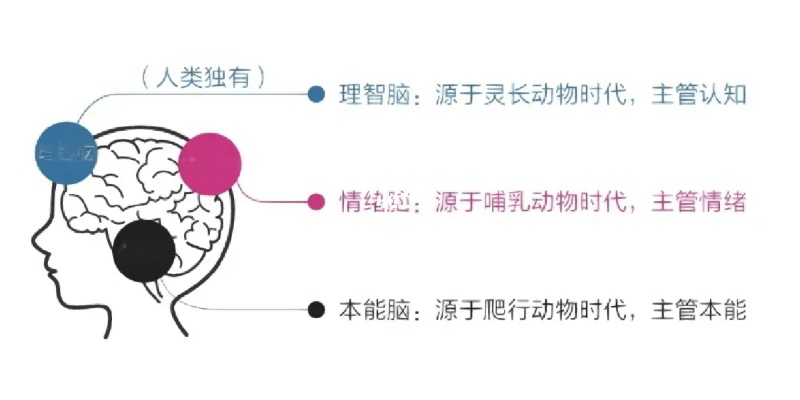 XC新橙APP✅｜🈷️最后想说：人脑的自由
